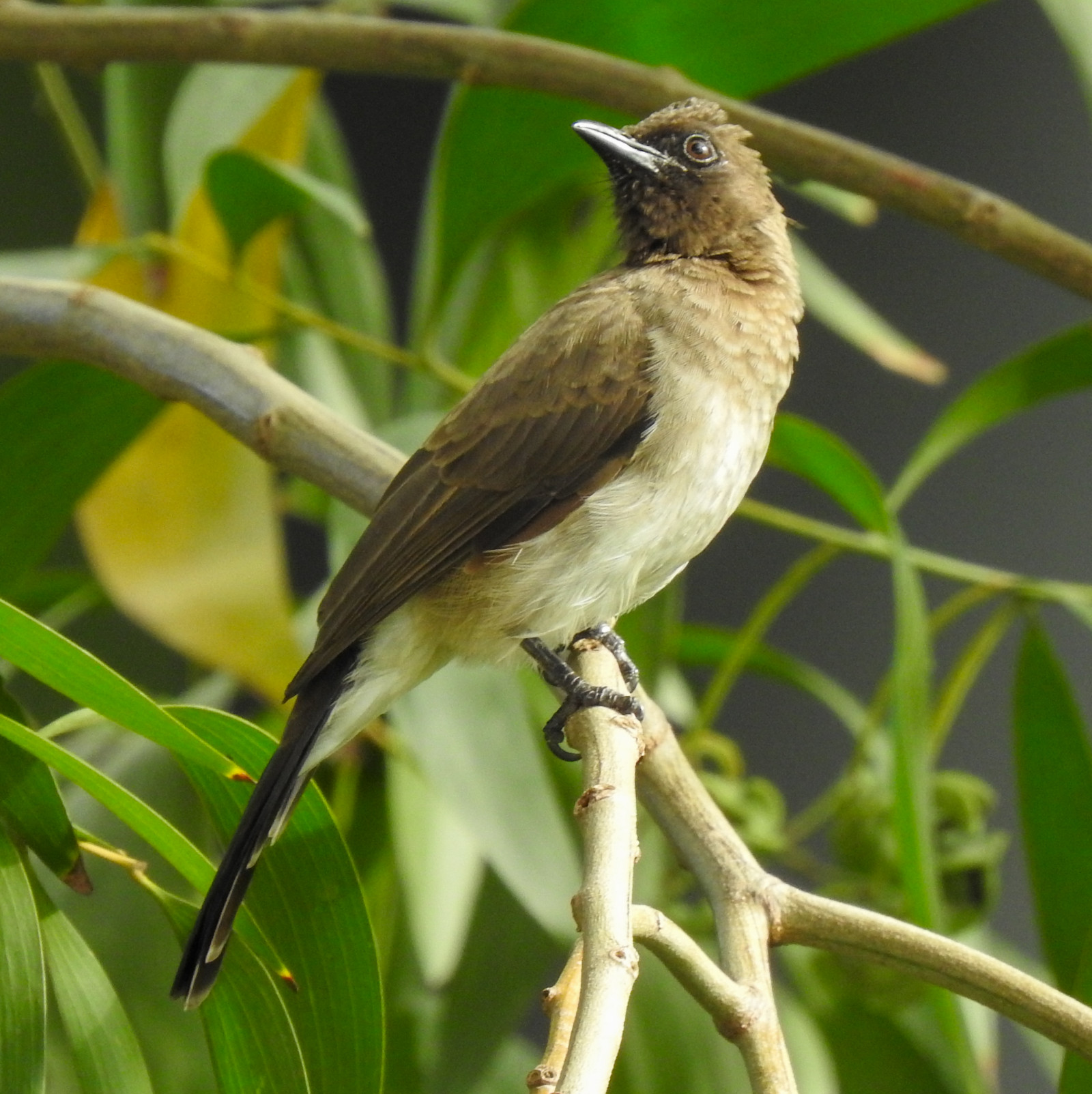 image Common Bulbul